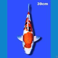 HQ Sanke 39 cm 