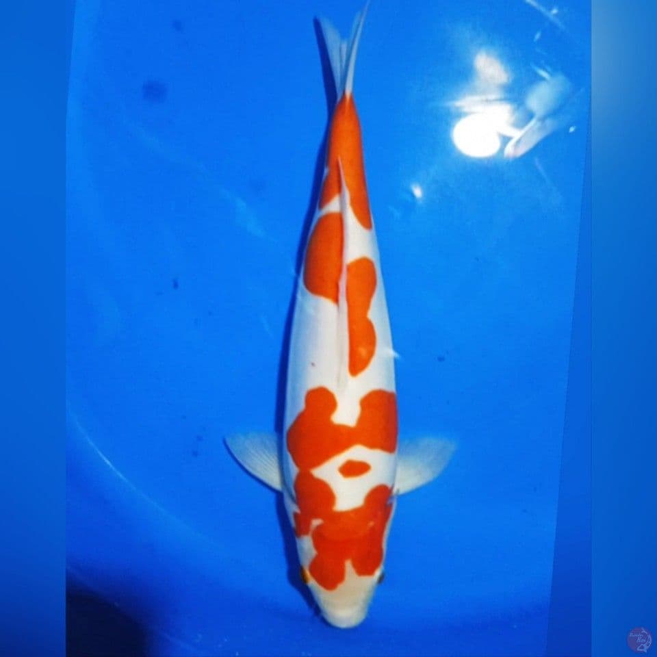 KOHAKU DOID 36CM