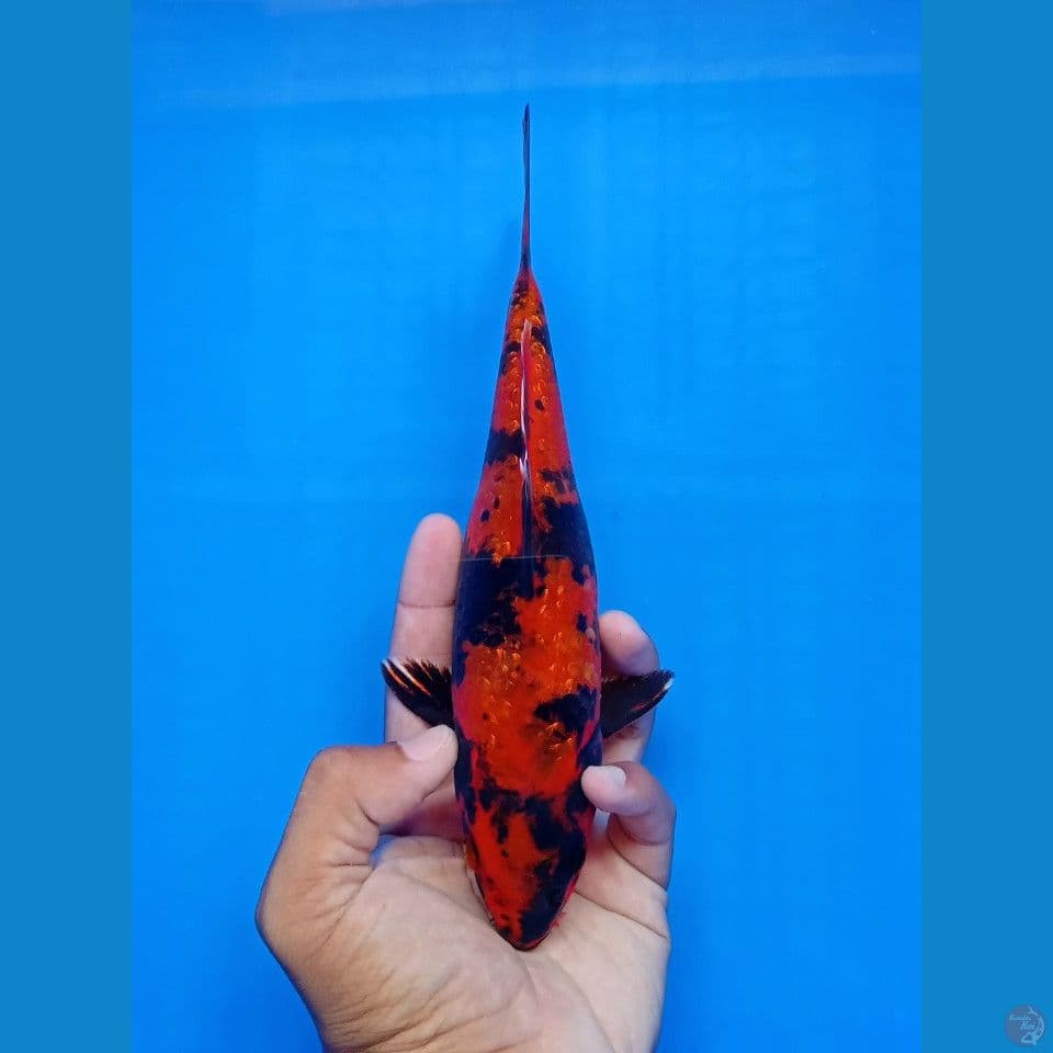 HIKARI UTSURI 22CM