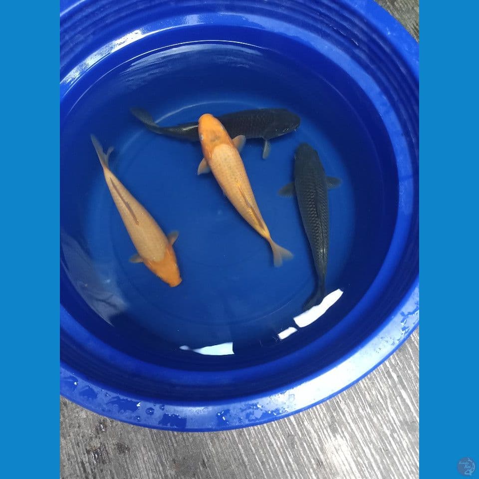 Karashi Corn & Soragoi Top Fukurin Breed KKF Calon Badak Air 27-28cm™