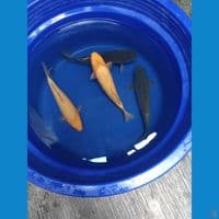 Karashi Corn & Soragoi Top Fukurin Breed KKF Calon Badak Air 27-28cm™