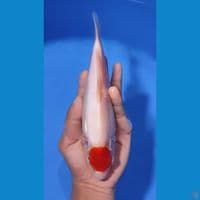 TANCHO KOHAKU 23CM - FEEMALE 