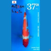 Showa Isa dob 2023 37cm