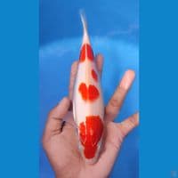 KOHAKU ORIGINAL 23cm - FEEMALE 