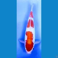 kohaku doitsu murni