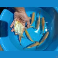 kapiat shotbodiy 15 cm 10 ekor 