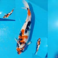 SHOWA JUMBO 58CM