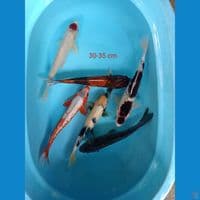 paket mix
