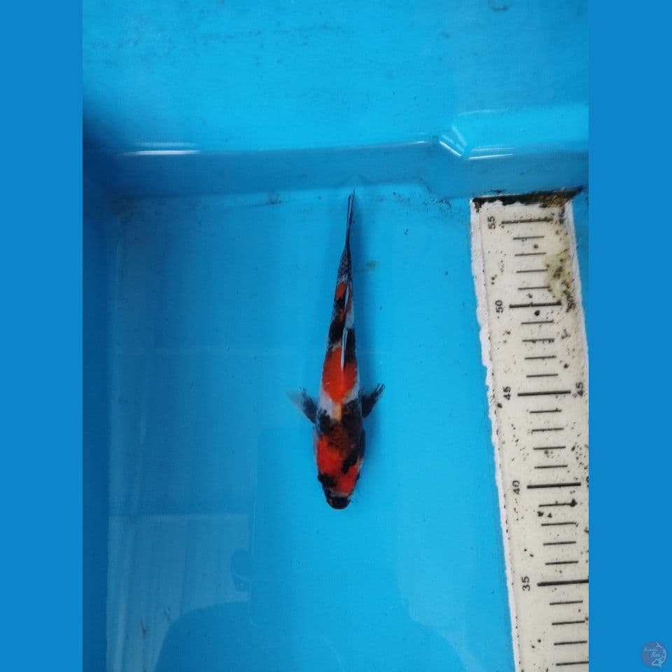 showa 17cm