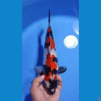 SHOWA RED STRONG - 30CM - JANTAN