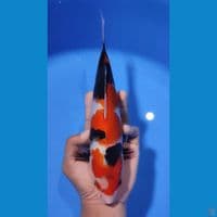 SHOWA ORIGINAL 25CM - BETINA 