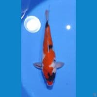 SHOWA TATEGOI 30CM - JANTAN