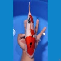 SANKE ORI - RED STRONG 25CM - JANTAN 