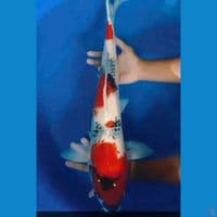 jumbo 62 cm