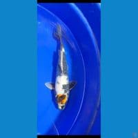 TANCO KIN SHOWA 30CM(MALE)