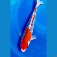 34cm goshiki racing