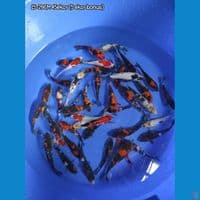 PAKET SHOWA 40+5 EKOR BONUS TOTAL 45 EKOR 15-20CM ( BREED MBAH MANGIL) 