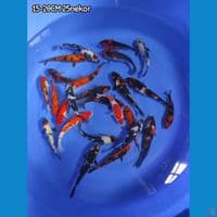 PAKET SHOWA SHIRO 15-20CM 25 EKOR ( BREED MBAH MANGIL) 