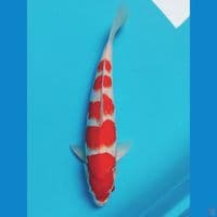 kohaku 35cm