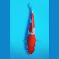 kohaku 30cm