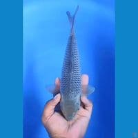 Soragoi Jaring Mantap 29cm Jantan 