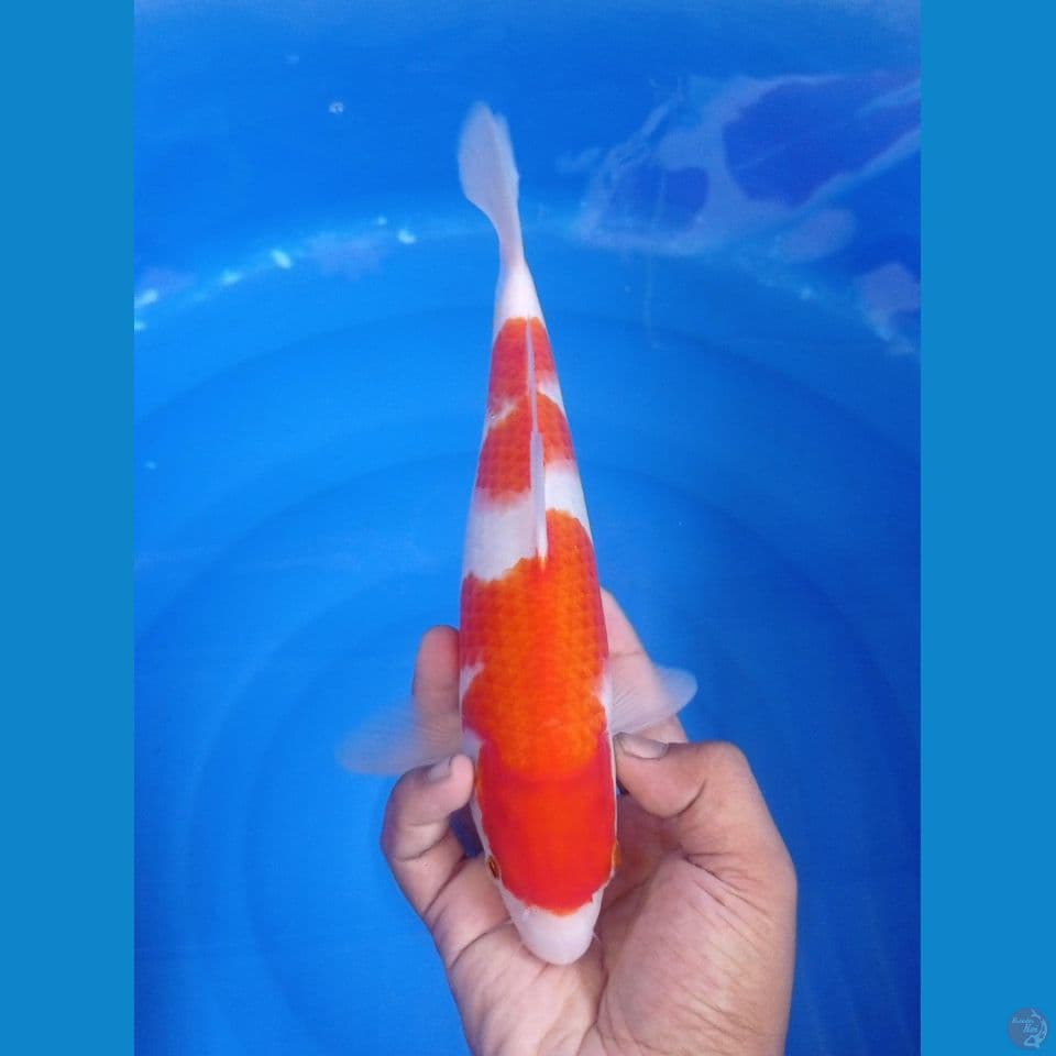 CS1_KOHAKU_ORIGINAL_27CM