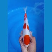 CS1_KOHAKU_25CM