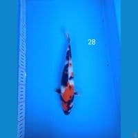 showa 28cm