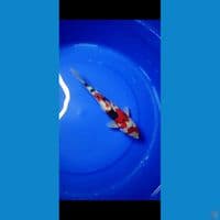 super kindai showa tategoi skin halus 32 cm 