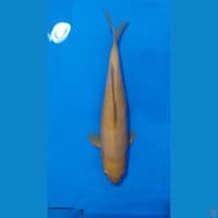 karasi caramel 40cm