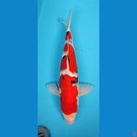Taiso sanke 50 cm jantan