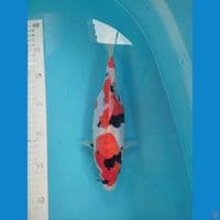 Doitsu murni original 23cm 