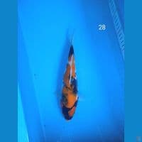 showa 28cm