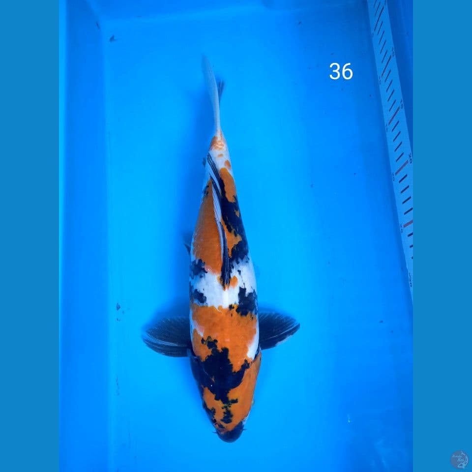 showa 36cm