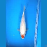 tancho 30cm