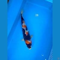 showa 28cm