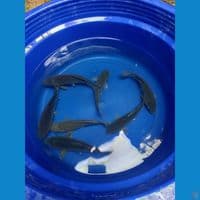 Paket Soragoi Ring Joss Munuk² Bakat Jumbo 20-24cm™
