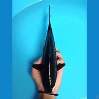 karasu tembus 30cm