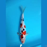 sanke doitsu fm 37cm 