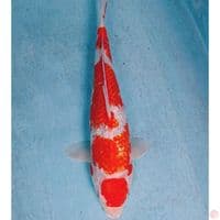 KOHAKU GINRIN 34 CM
