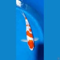 kohaku 28cm(male)