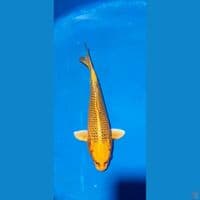 kin matsuba 25cm