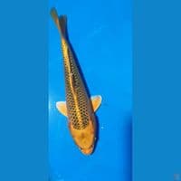kin matsuba 25cm