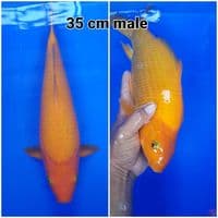 red karashi 35 cm