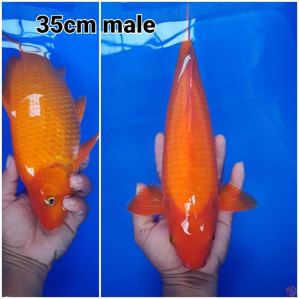 red karashi 35 cm