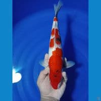 SHOWA STEP 3 32 CM 