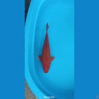 CAGOI TEMBAGA 38 CM