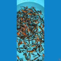 bibit showa 5 10 cm ..400 ekor