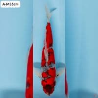 Ghosiki Male 35cm