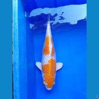 HARIWAKE 41CM